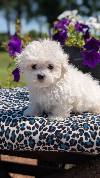 MALTESE (JUN 13) FEMALES