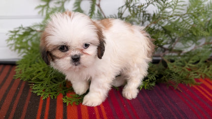 SHIH TZU (SEP 30) FEMALE