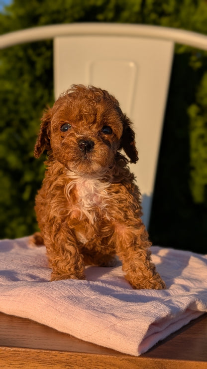 MINI POODLE (MAY 12) FEMALES
