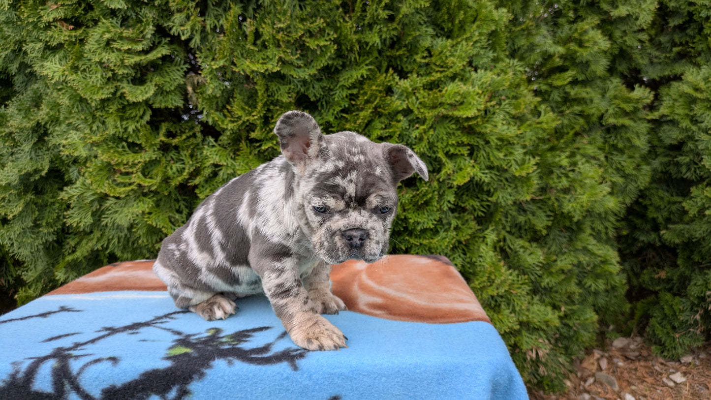 FRENCH BULLDOG (03/04) FEMALE