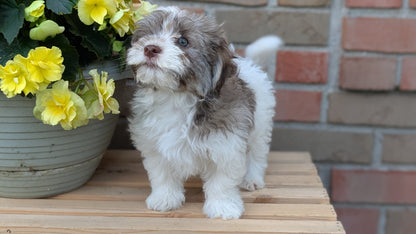 HAVANESE (APR 09) MALES