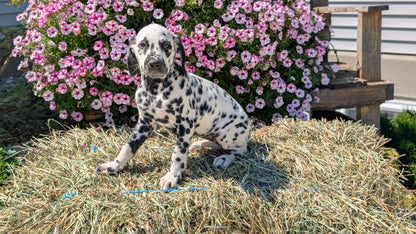 DALMATIAN (JUN 29) FEMALES