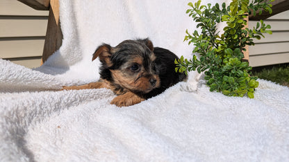 YORKSHIRE TERRIER (02/28) FEMALE