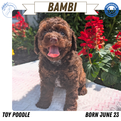 TOY POODLE (06/23) FEMALE