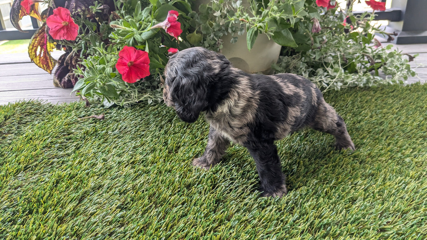 COCKER SPANIEL (07/24) FEMALE