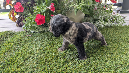 COCKER SPANIEL (07/24) FEMALE