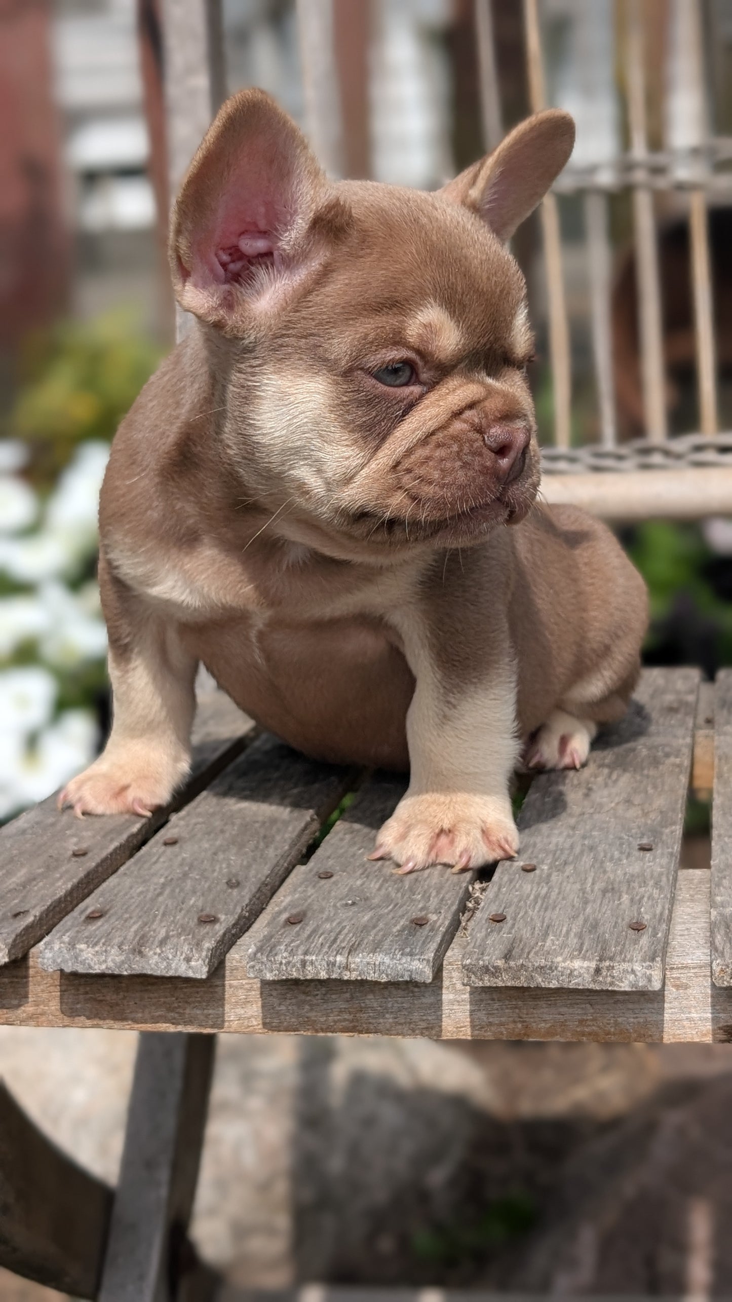 FRENCH BULLDOG (07/11) MALE
