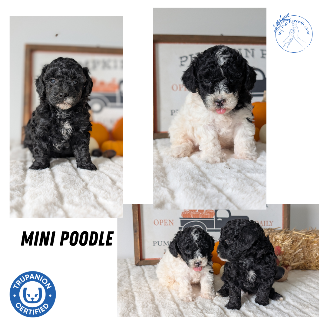 MINI POODLE (09/12) FEMALE