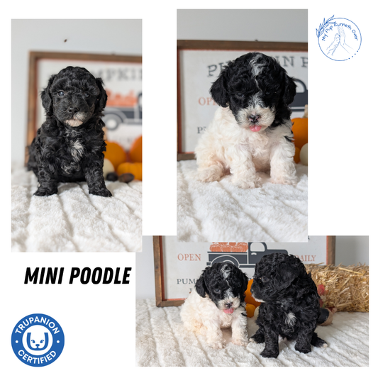 MINI POODLE (09/12) FEMALE
