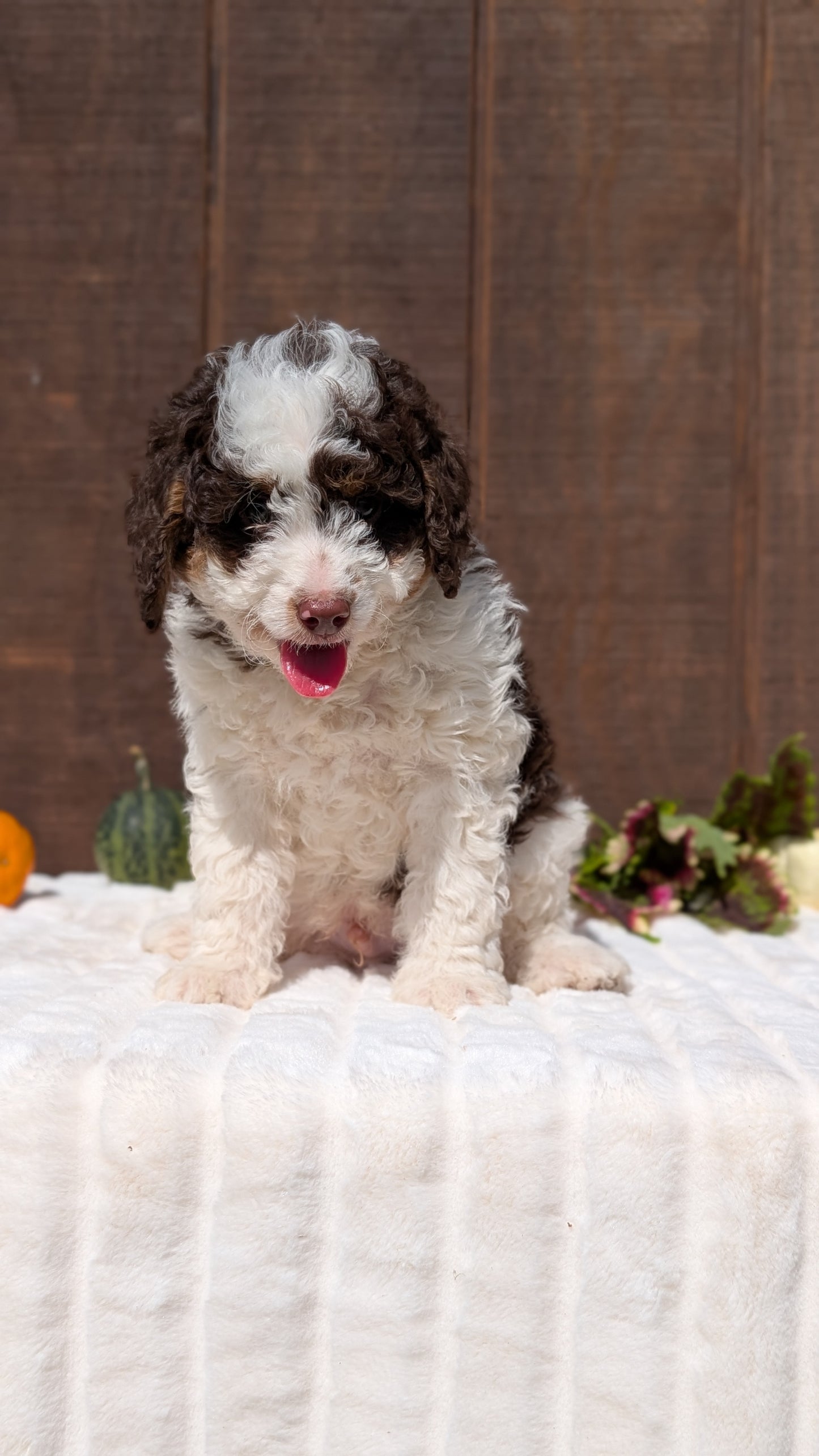 MINI BERNEDOODLE (08/06) MALE