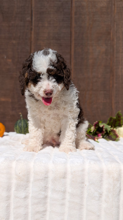 MINI BERNEDOODLE (08/06) MALE