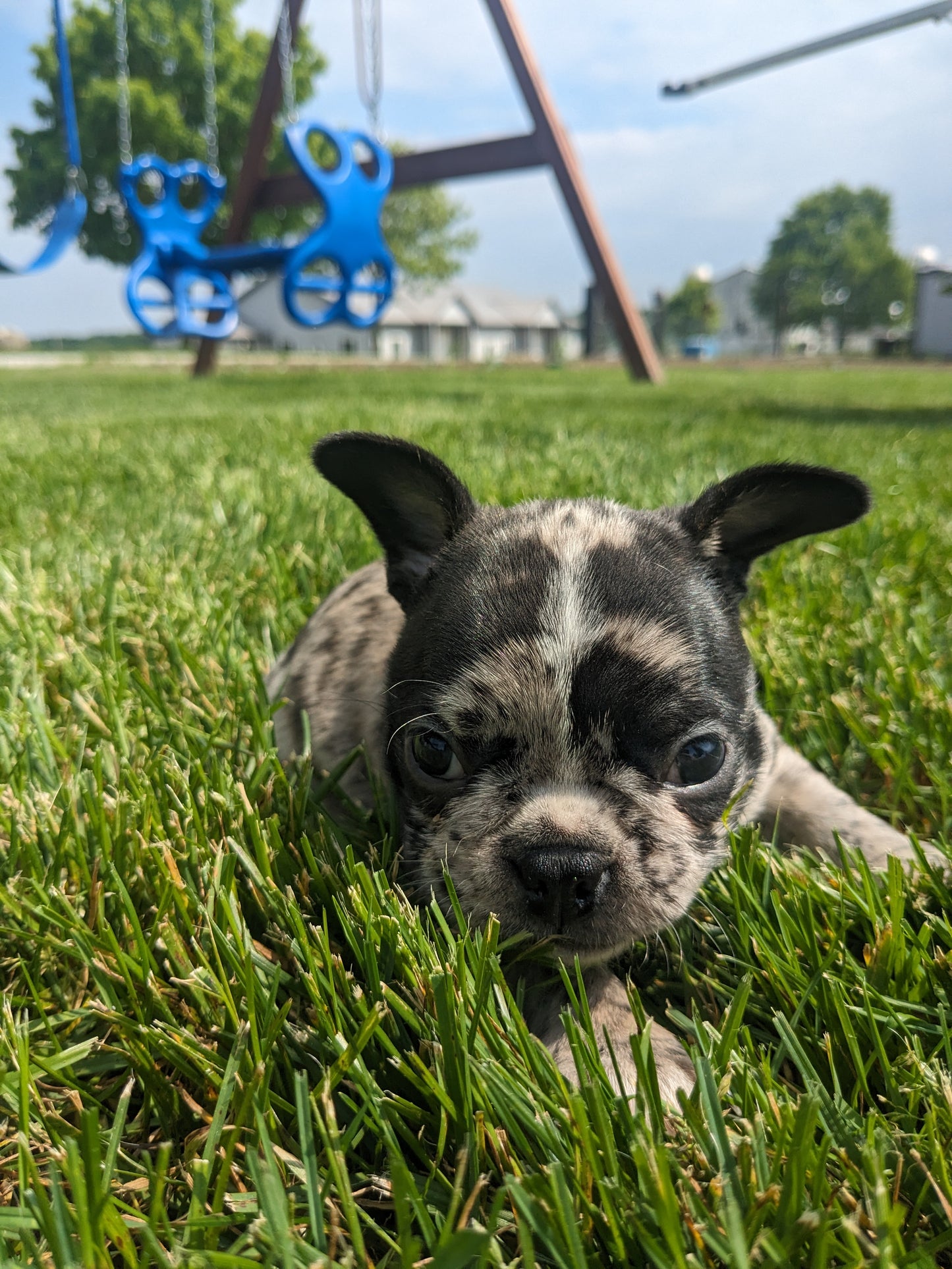 FRENCHTON (04/11) FEMALE