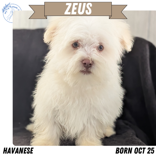 HAVANESE (OCT 25) MALES