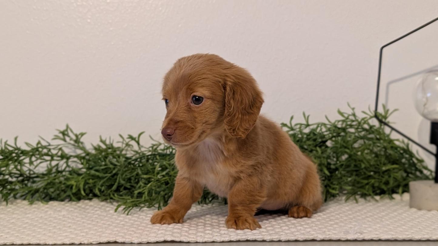 MINI DACHSHUND (JAN 01) FEMALES
