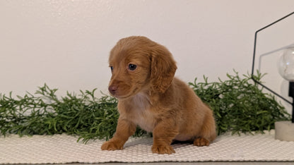 MINI DACHSHUND (JAN 01) FEMALES