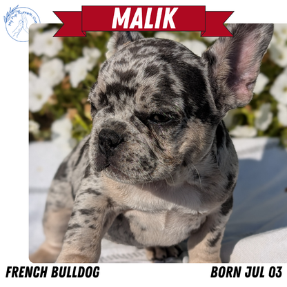 FRENCH BULLDOG (07/03) MALE