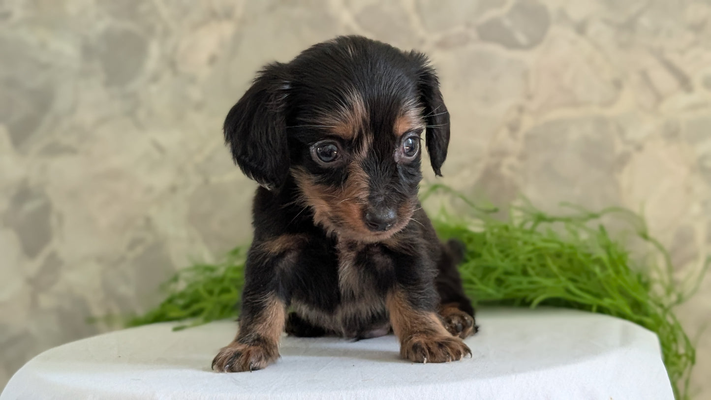 MINI DACHSHUND (APR 29) MALE
