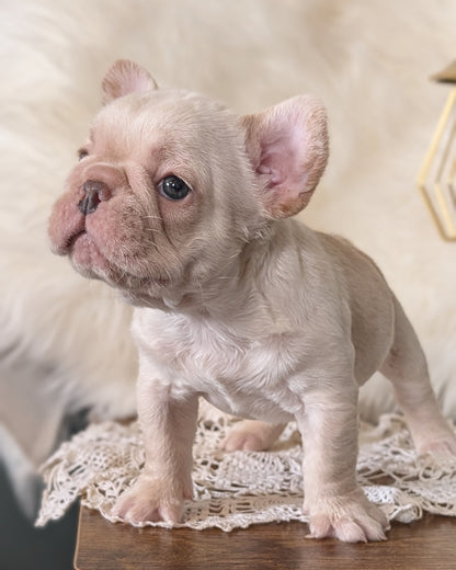 FRENCH BULLDOG (FEB 09) MALE