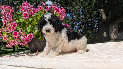 MINI BERNEDOODLE (06/11) FEMALE