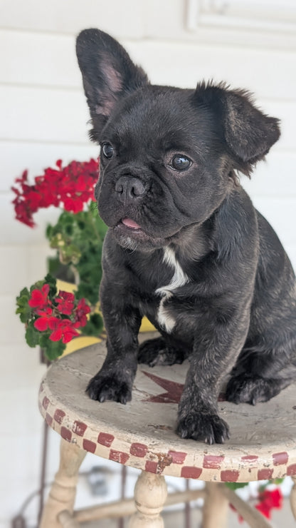 FRENCH BULLDOG (MAR 09) FEMALES