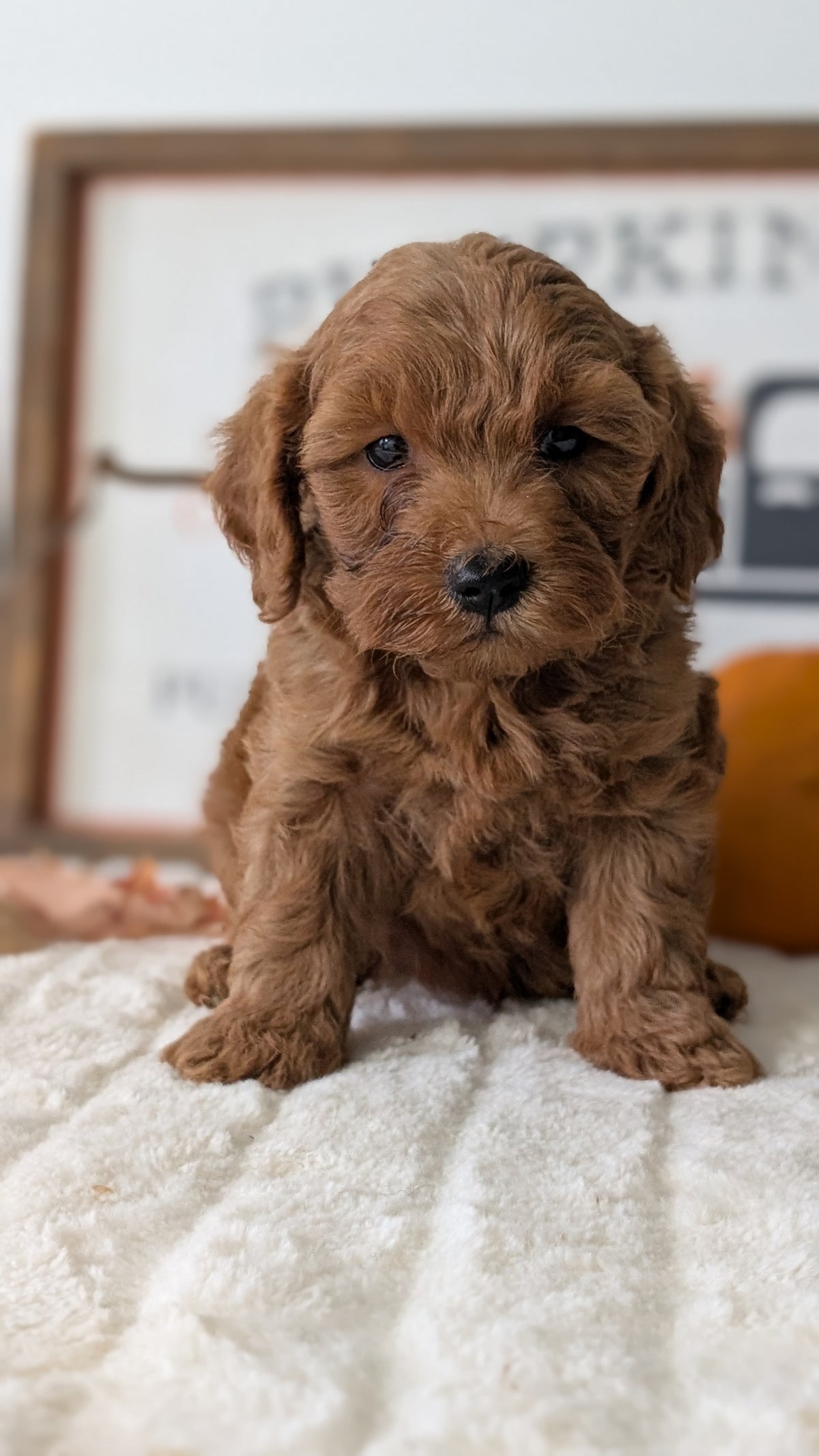 MINI GOLDENDOODLE (AUG 13) 6 MALES/3 FEMALES