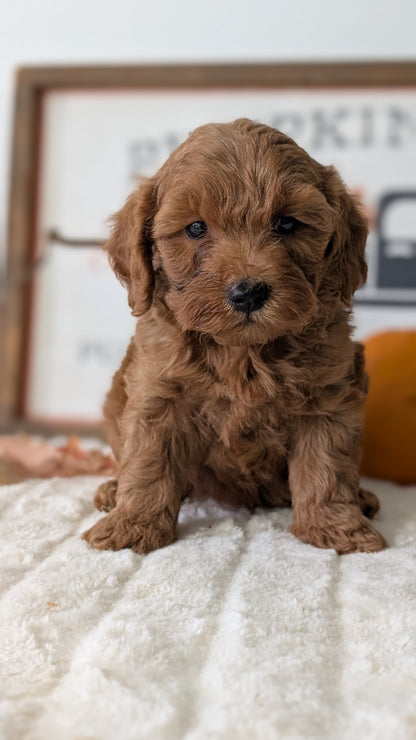 MINI GOLDENDOODLE (AUG 13) 6 MALES/3 FEMALES