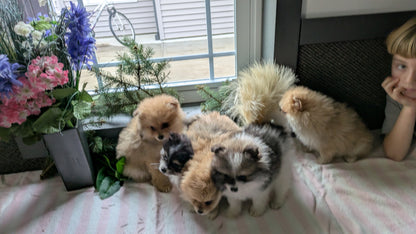 POMERANIAN (11/01) FEMALE