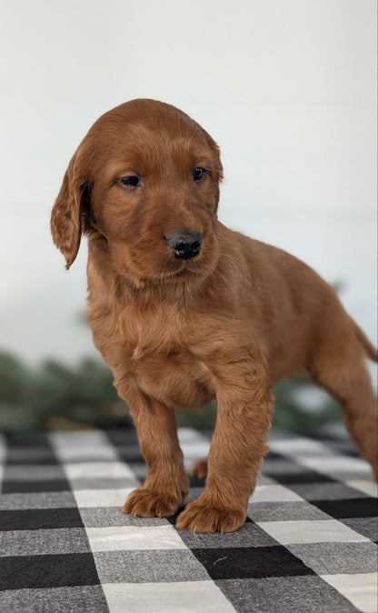 IRISH SETTER (NOV 02) MALES