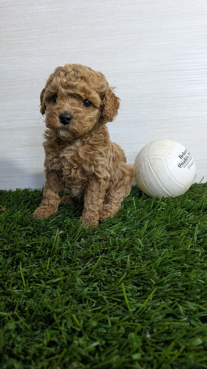 COCKAPOO (01/01) FEMALE