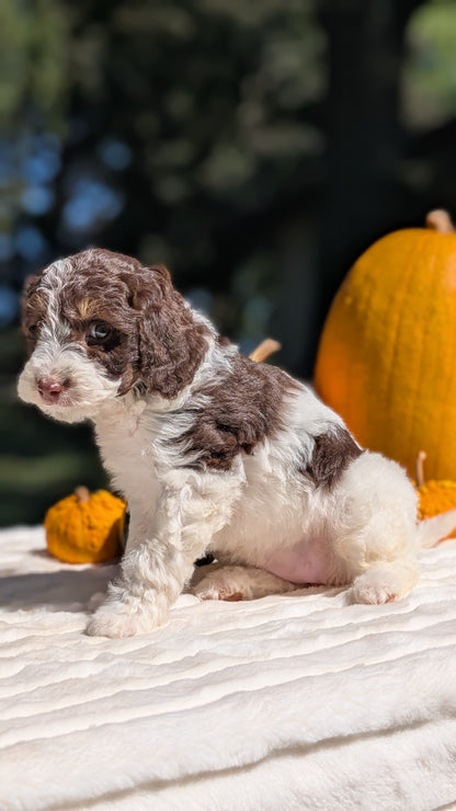 MINI BERNEDOODLE (07/25) FEMALE