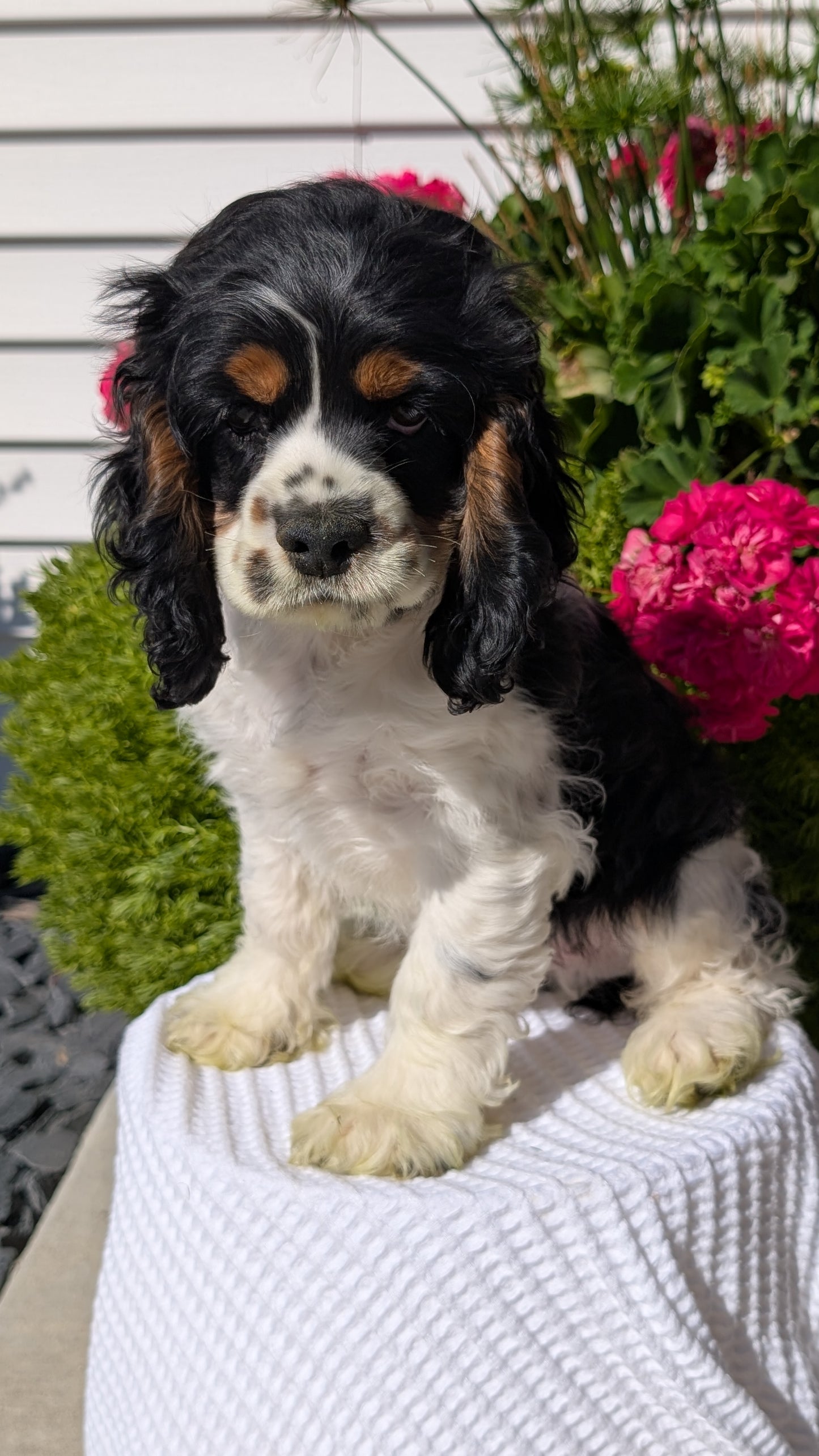 COCKER SPANIEL (07/17) MALE