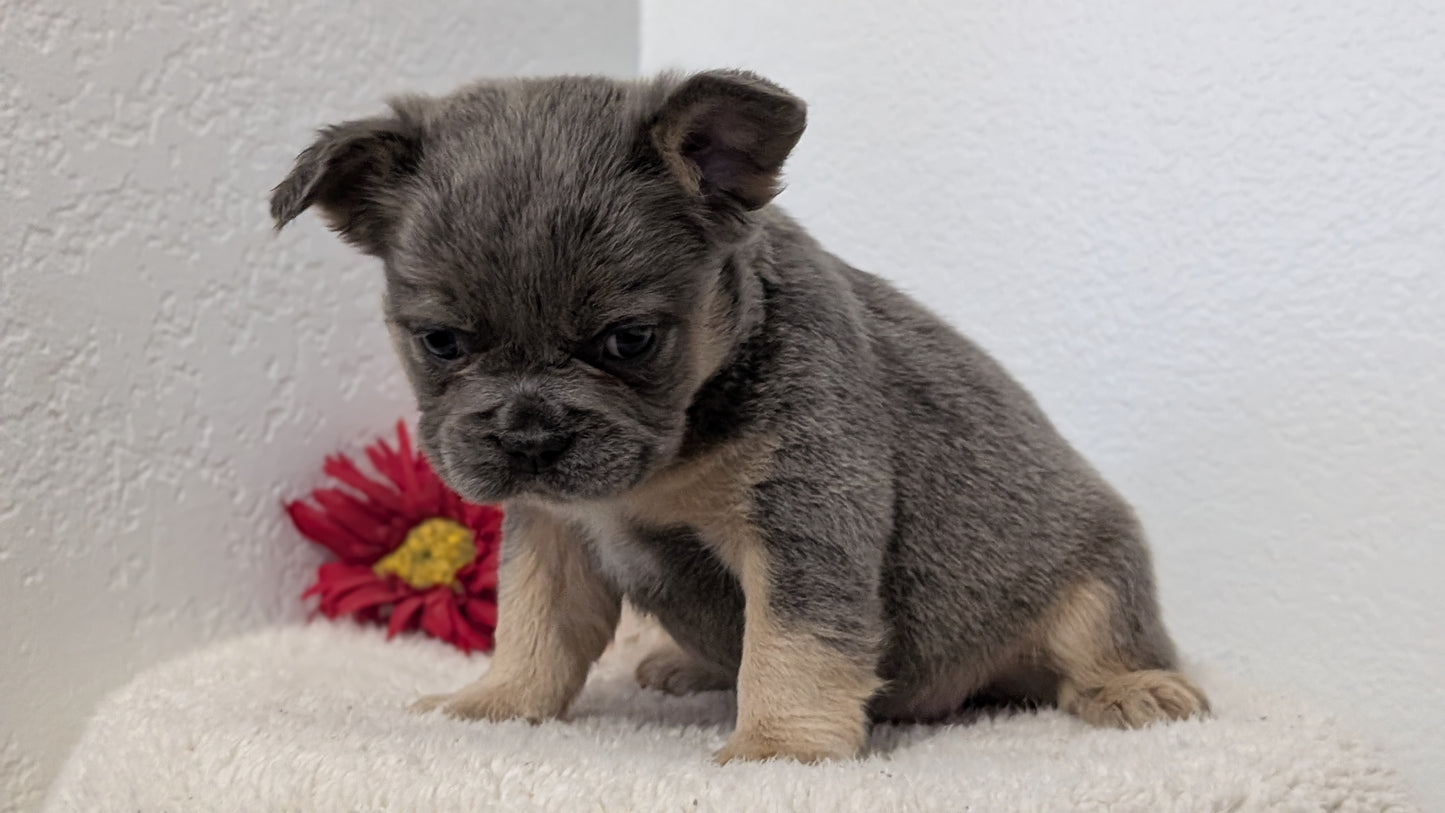 FRENCH BULLDOG (FEB 21) FEMALE