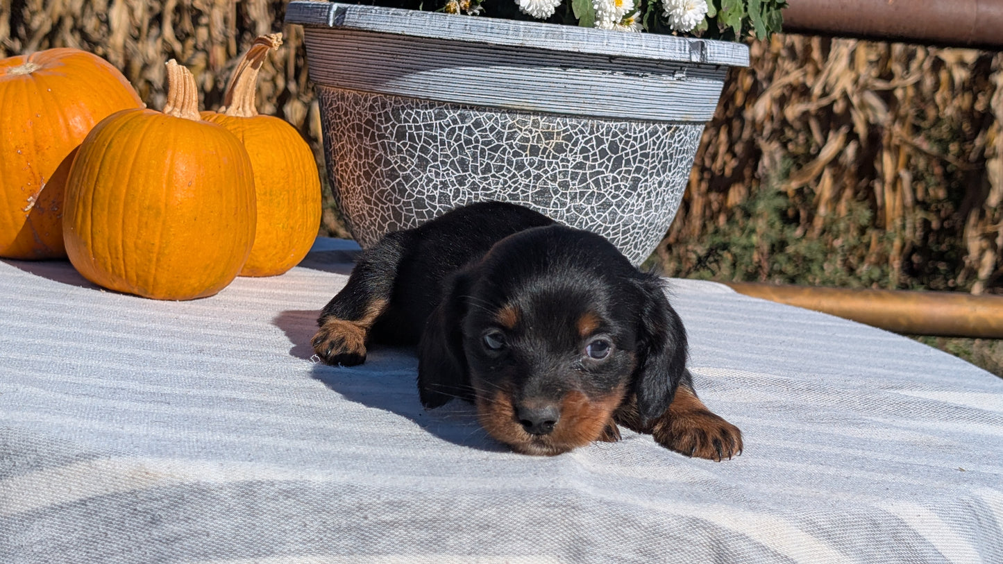 MINI DACHSHUND (09/01) MALE