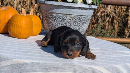 MINI DACHSHUND (09/01) MALE