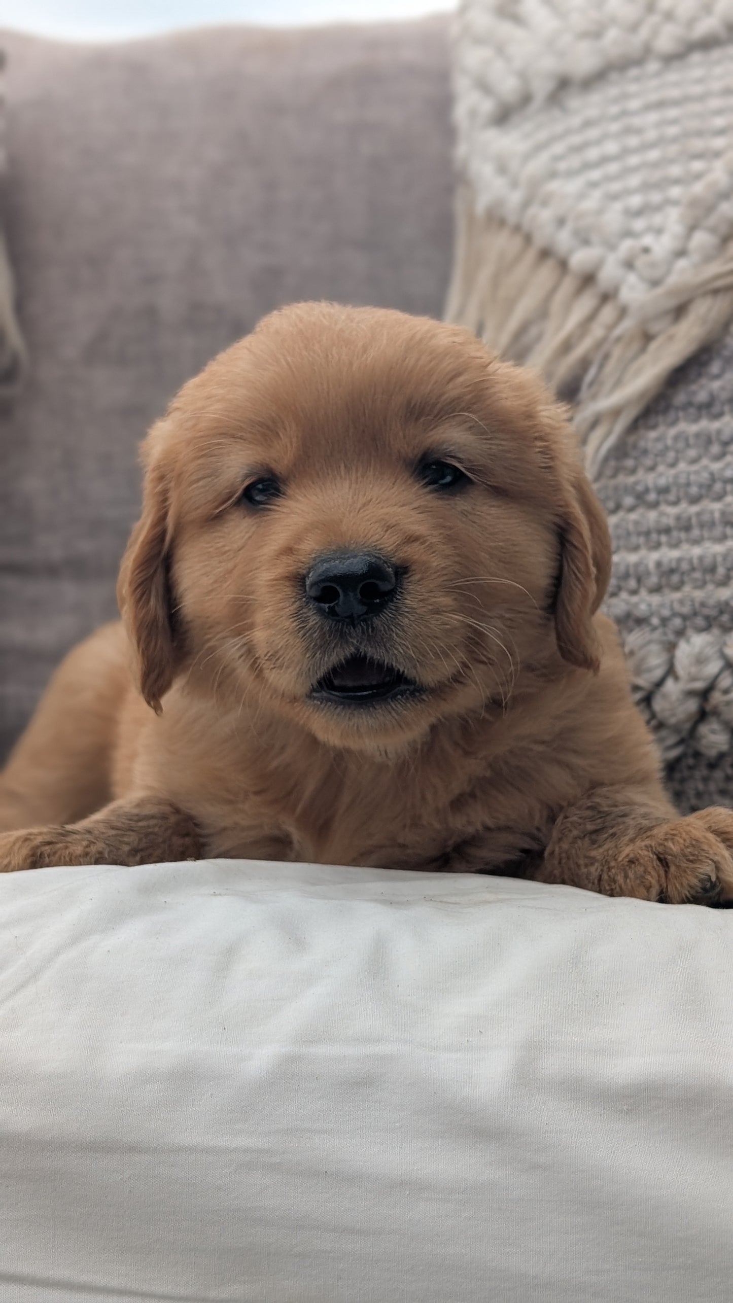 GOLDEN RETRIEVER (JUL 01) MALES