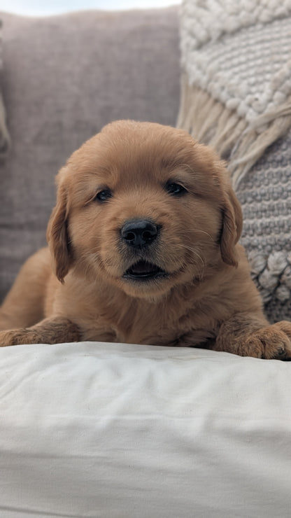 GOLDEN RETRIEVER (JUL 01) MALES
