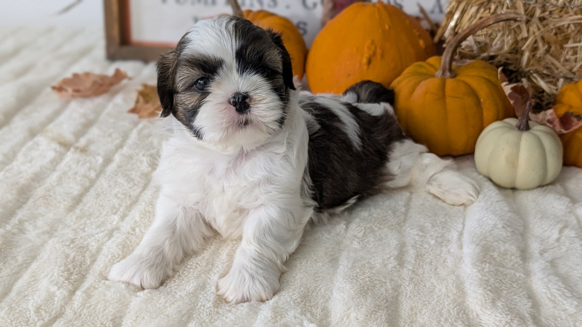 SHIH TZU (AUG 17) 2 FEMALES/3 MALES