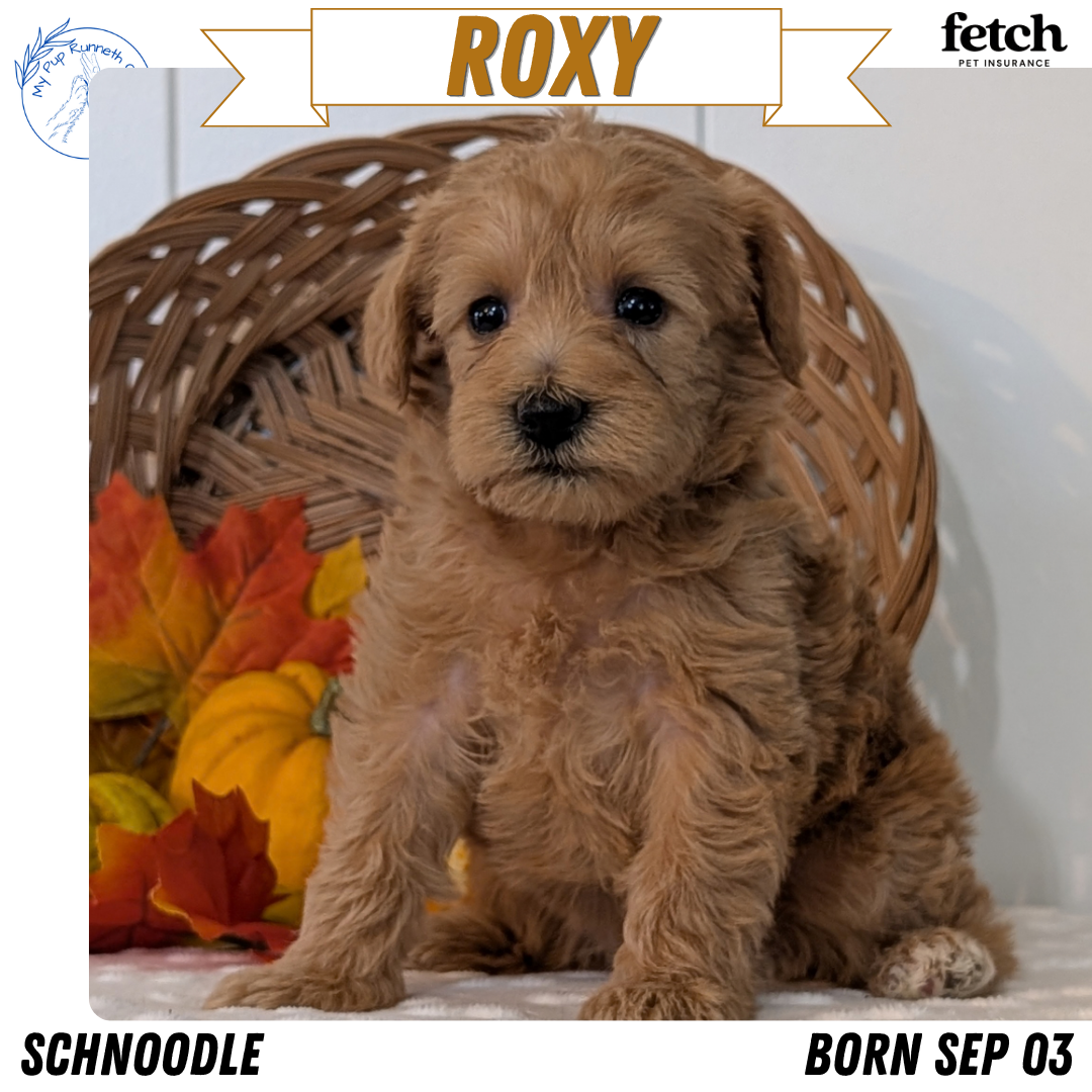 SCHNOODLE (SEP 03) 4 FEMALES/3 MALES