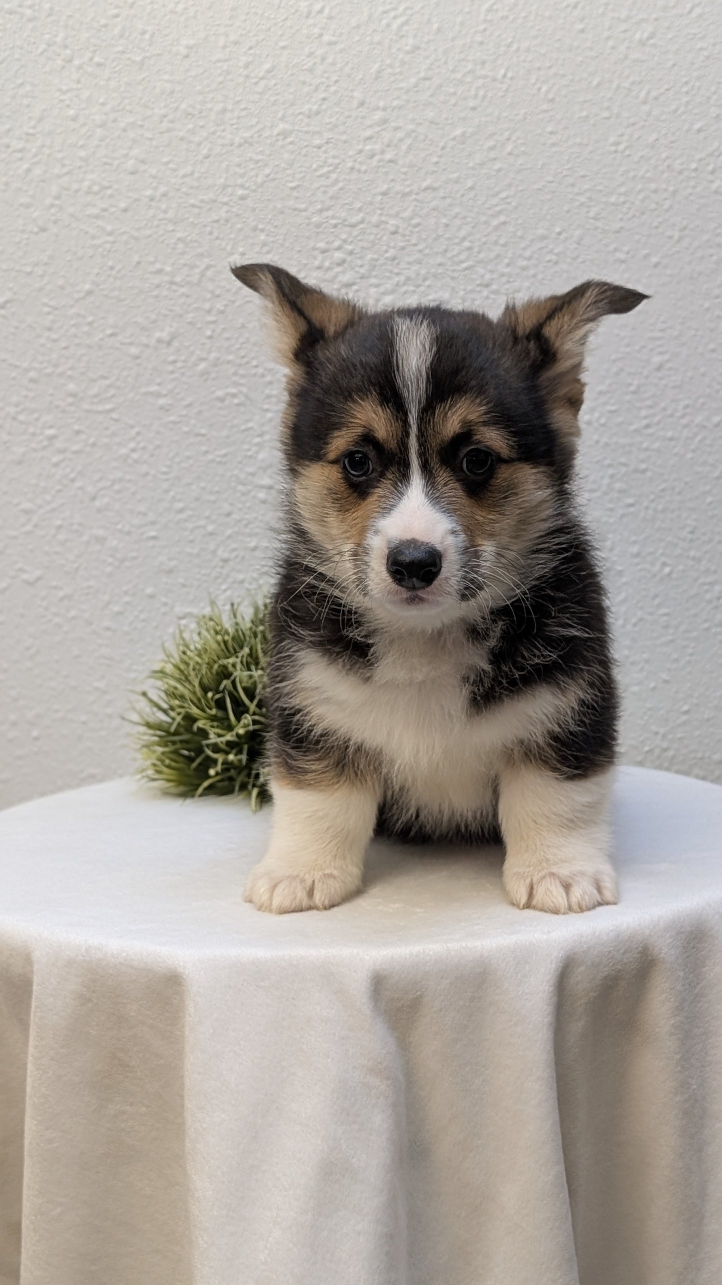 CORGI (JAN 05) MALES