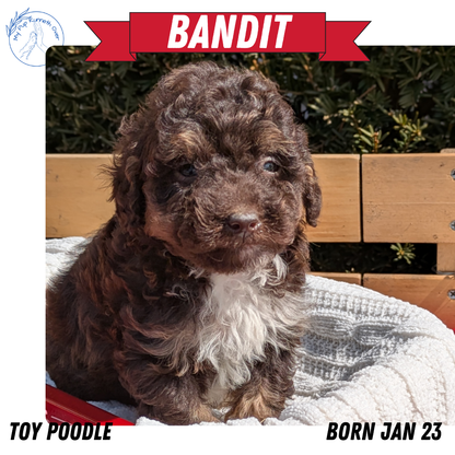 TOY POODLE (01/23) MALE