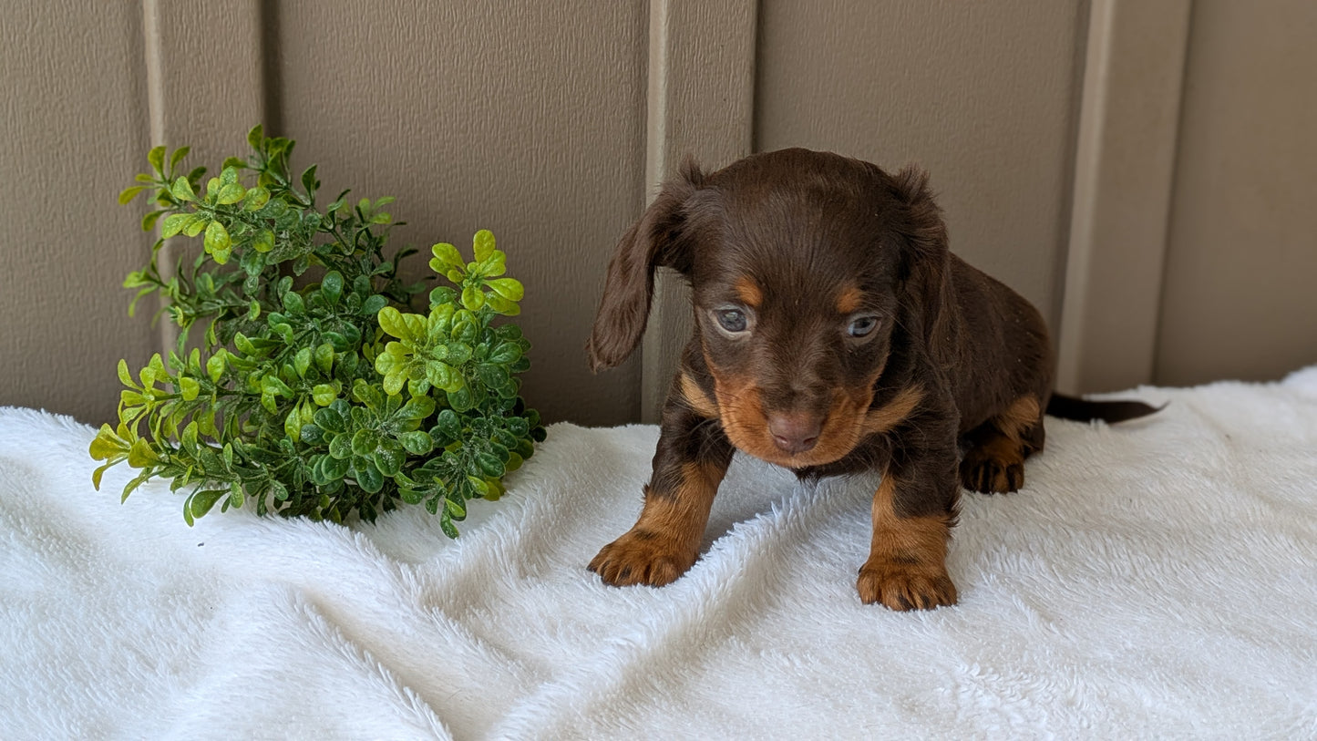 MINI DACHSHUND (02/21) FEMALE