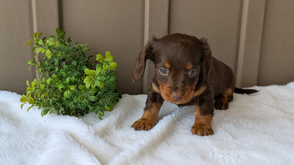 MINI DACHSHUND (02/21) FEMALE