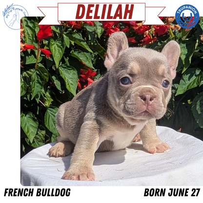 FRENCH BULLDOG (06/27) FEMALE