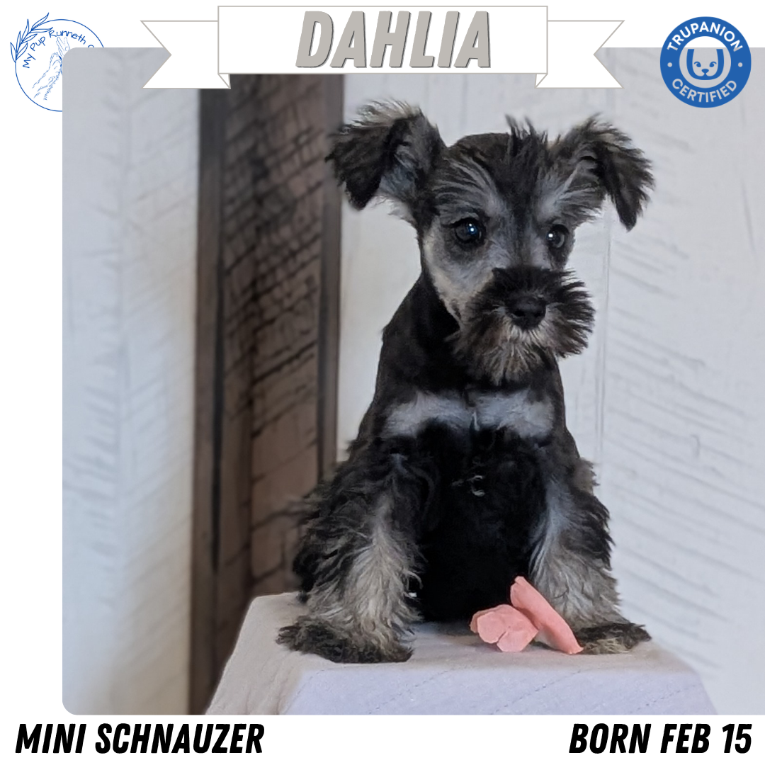 MINI SCHNAUZER (FEB 15) FEMALES