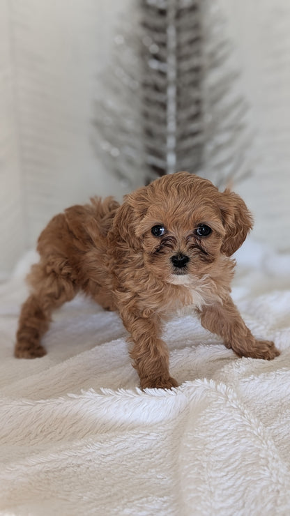 CAVAPOO (NOV 08) FEMALE