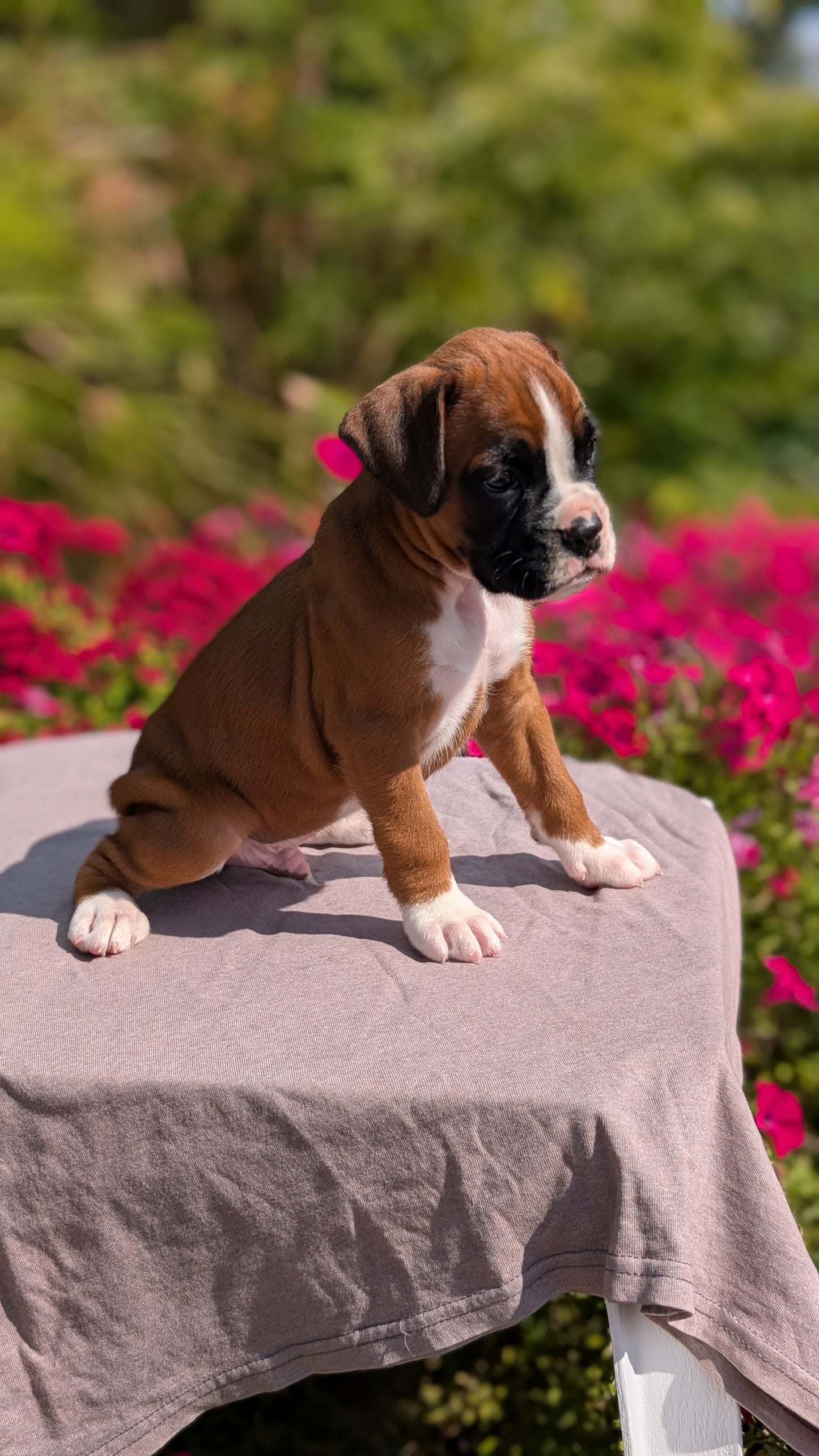 BOXER (08/20) MALE