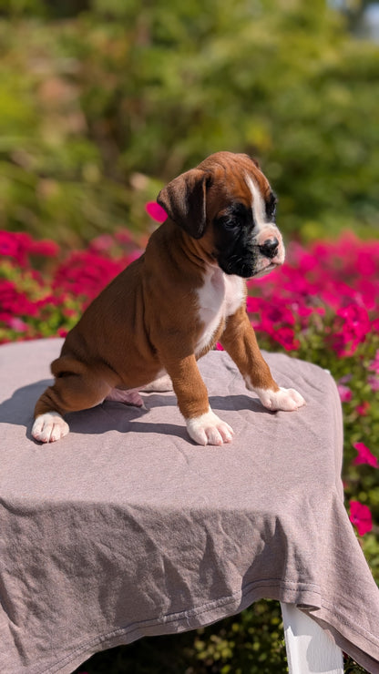 BOXER (08/20) MALE
