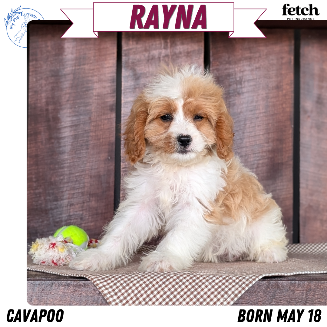 CAVAPOO (MAY 18) FEMALES