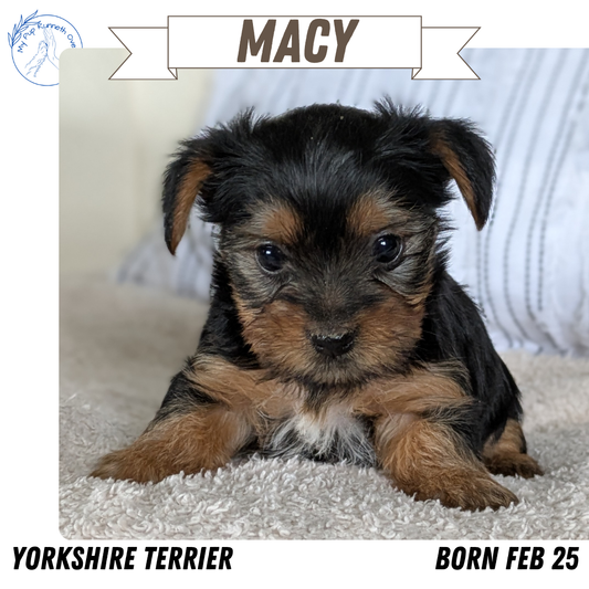 YORKSHIRE TERRIER (02/25) FEMALE