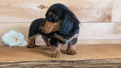 MINI DACHSHUNDS (JUL 05) 2 MALES/2 FEMALES